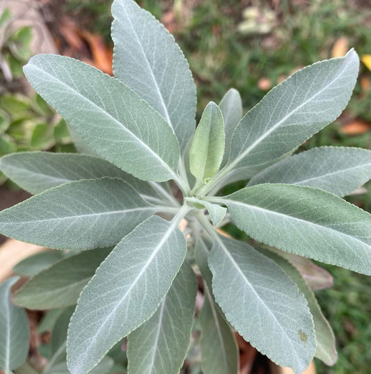 White Sage