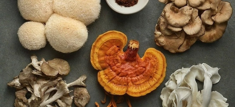 Mushroom  Coffee  Blends